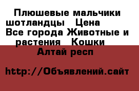 Плюшевые мальчики шотландцы › Цена ­ 500 - Все города Животные и растения » Кошки   . Алтай респ.